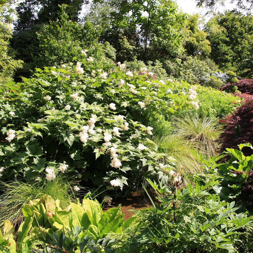 Filipendula palmata (Plant habit)