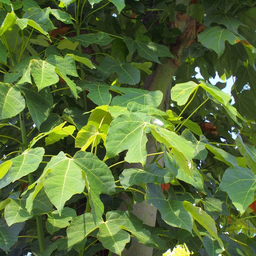 Firmiana simplex - Chinese Parasol Tree (Foliage)