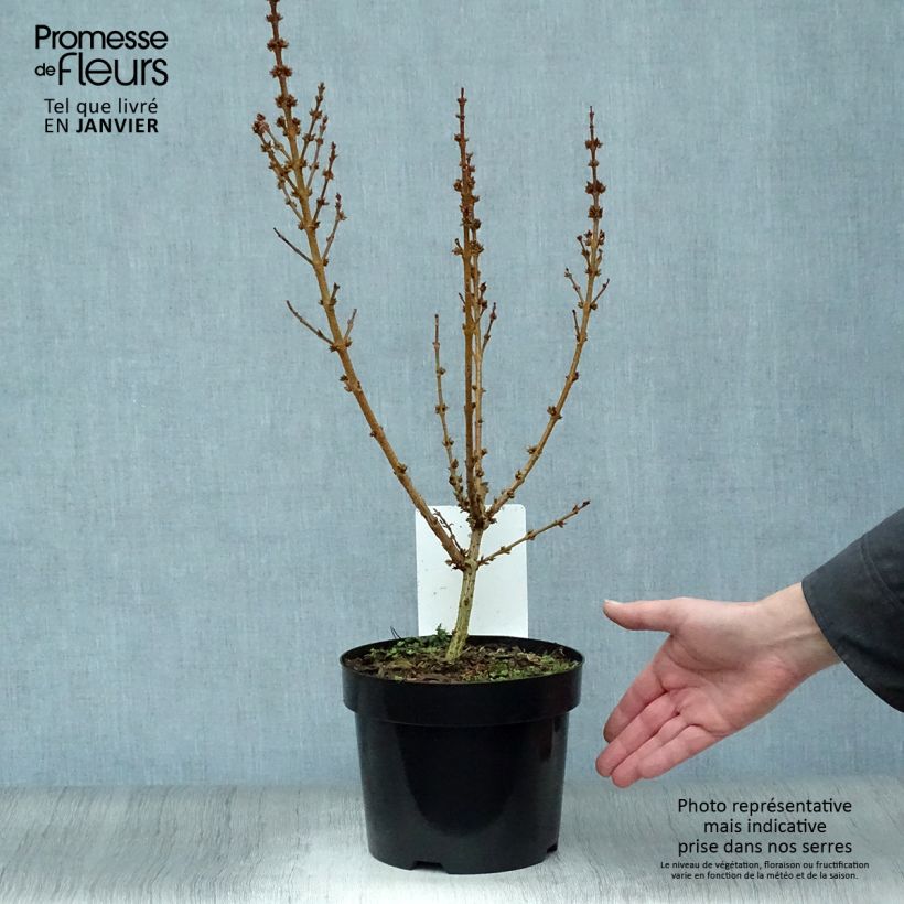 Forsythia Mikador - Mimosa de Paris Pot de 2L/3L sample as delivered in winter