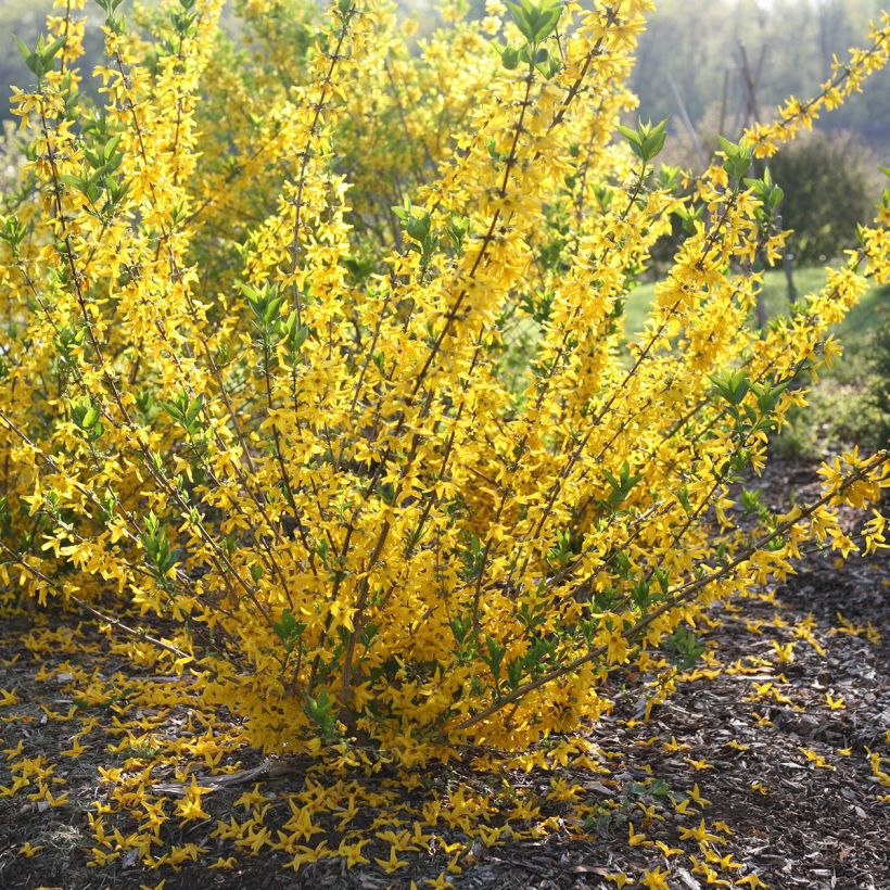 Forsythia koreana Flying Machine - Korean goldenbell tree (Plant habit)