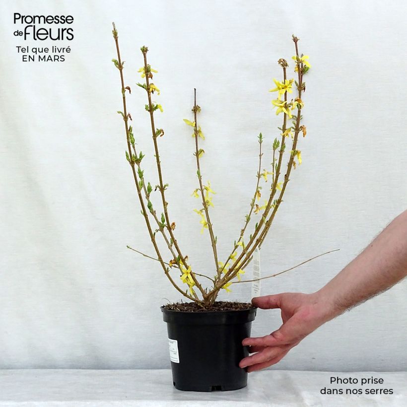 Forsythia x intermedia Gold Rausch - Mimosa de Paris Pot de 2L/3L sample as delivered in winter