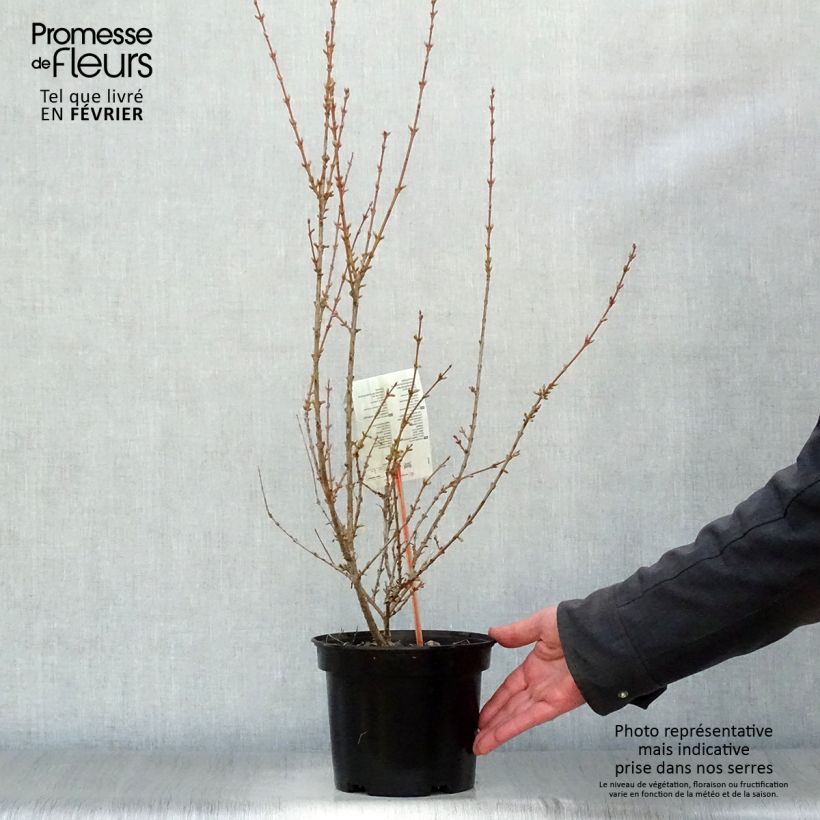 Forsythia (x) intermedia Minigold - Mimosa de Paris Pot de 2L/3L sample as delivered in winter