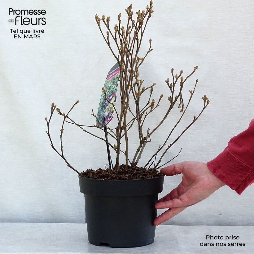 Fothergilla intermedia Blue Shadow Pot de 3L/4L sample as delivered in winter