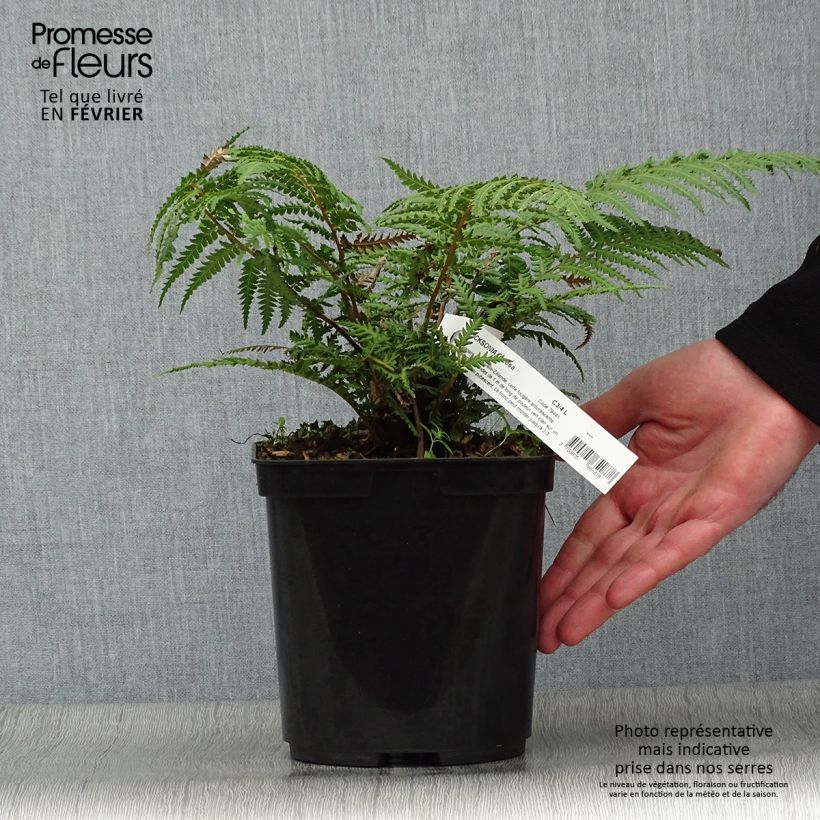 Fougère arborescente - Dicksonia fibrosa Pot de 3L/4L sample as delivered in winter