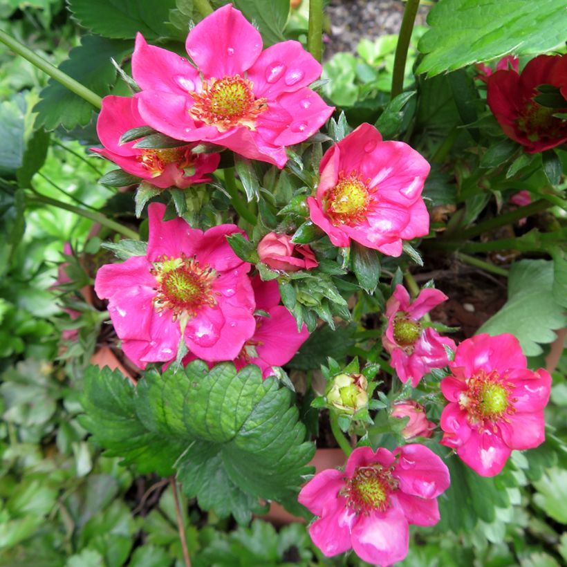 Fragaria Strawberry Ice  (Flowering)