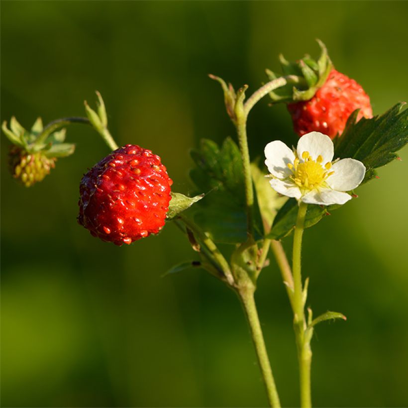 Fragaria rubicolia Mont Omei (Harvest)