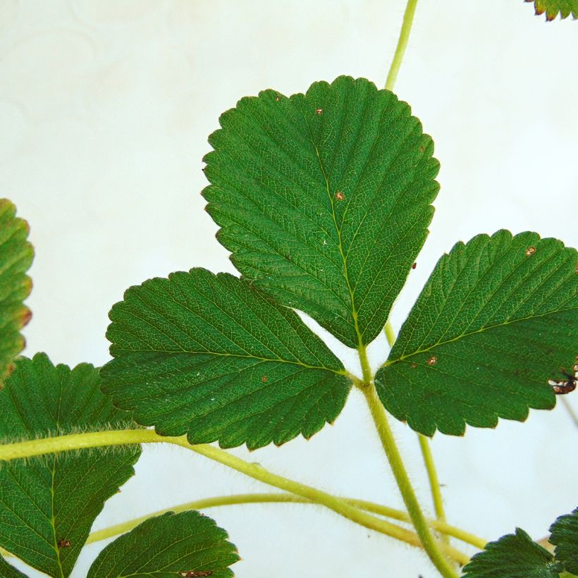 Fragaria rubicolia Mont Omei (Foliage)