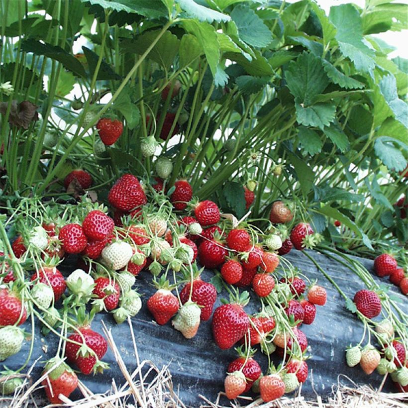 Strawberry Manille - Fragaria ananassa (Plant habit)