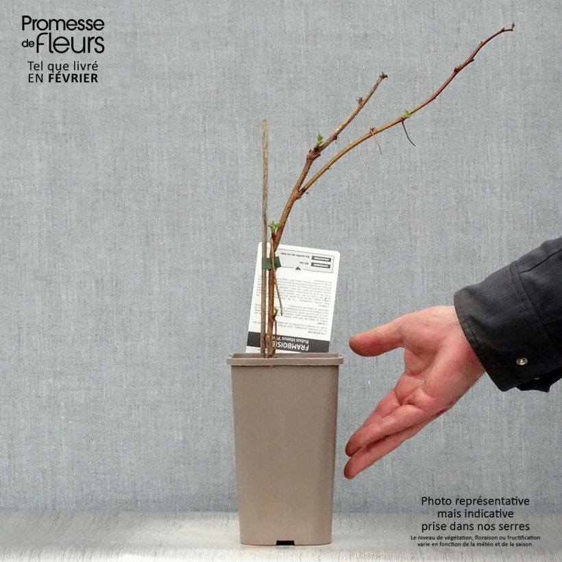 Framboisier Paris (remontant) - Pot de 1,5L sample as delivered in winter