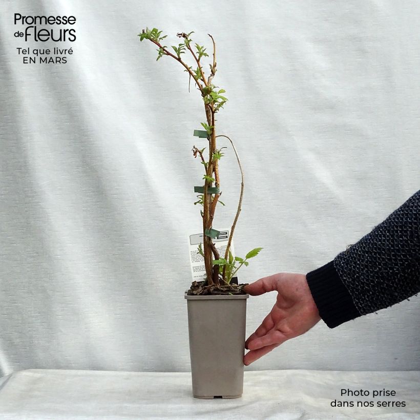 Framboisier Versailles (remontant) - Pot de 1,5L sample as delivered in winter