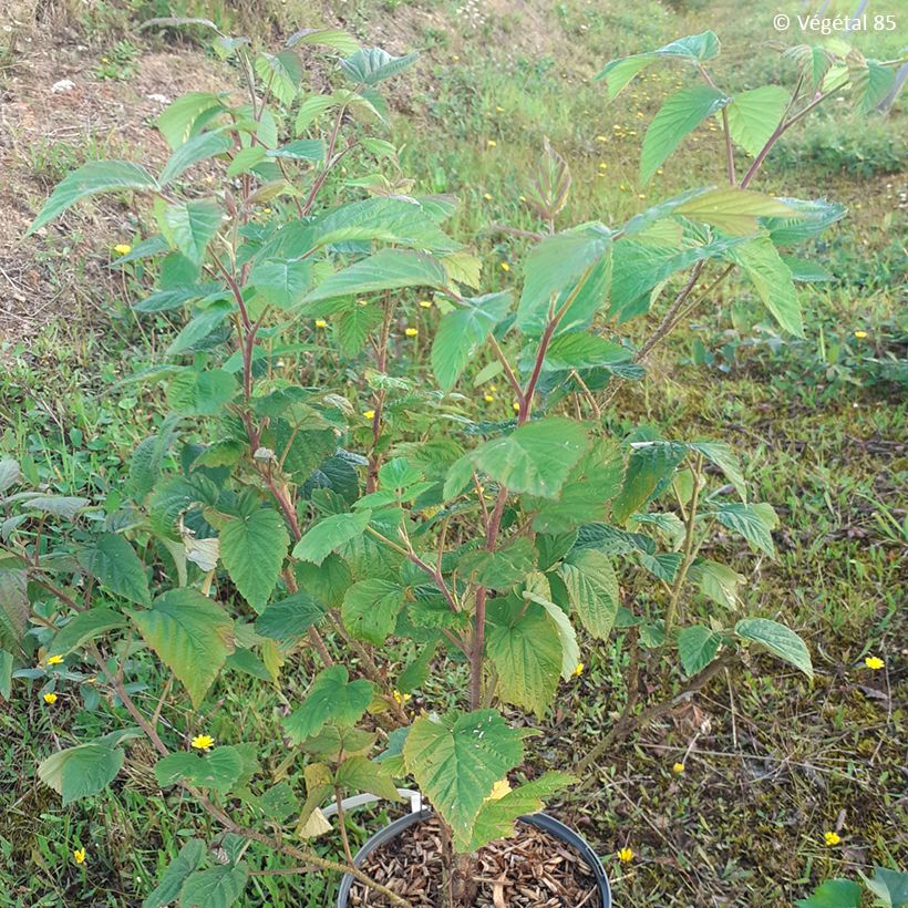 Raspberry Violette - Rubus idaeus (Plant habit)