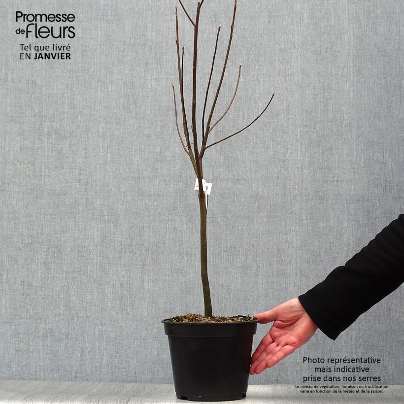 Franklinia alatamaha - Arbre de Franklin Pot de 4L/5L sample as delivered in winter