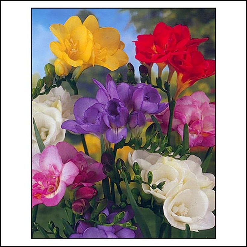 Freesia Double Mix (Flowering)