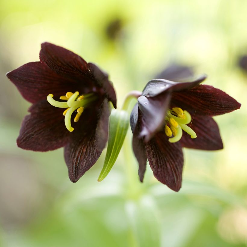 Fritillaria camschatcensis (Flowering)