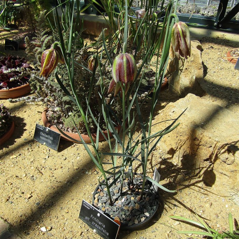 Fritillaria crassifolia subsp. crassifolia  - Kurdish Lily (Plant habit)