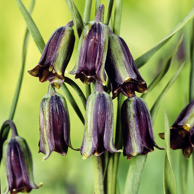 Fritillaria elwesii (Flowering)