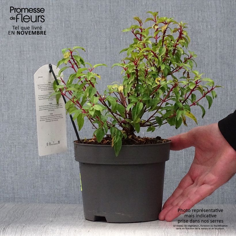 Fuchsia Genii  Pot de 2L/3L sample as delivered in autumn