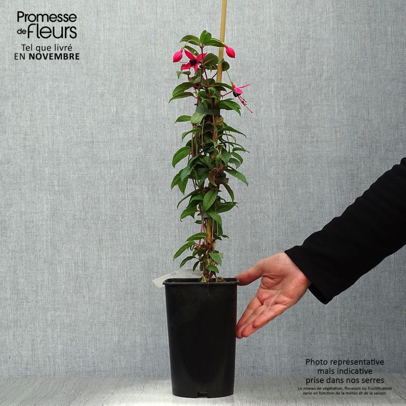 Fuchsia grimpant - Fuchsia Lady Boothby Pot de 3L/4L sample as delivered in autumn