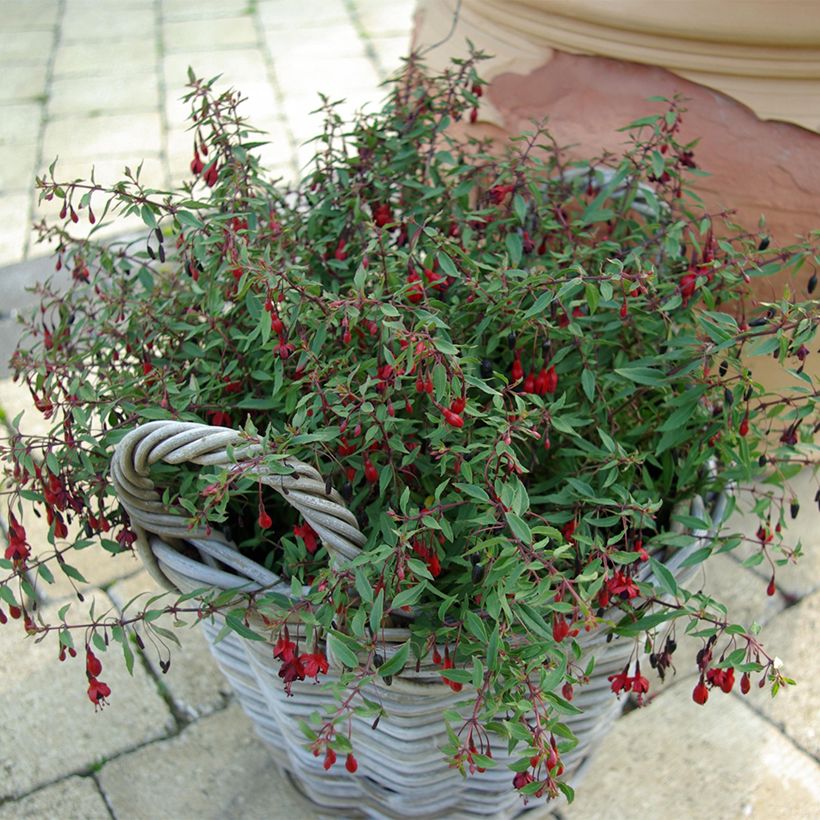 Fuchsia magellanica Pumila (Plant habit)