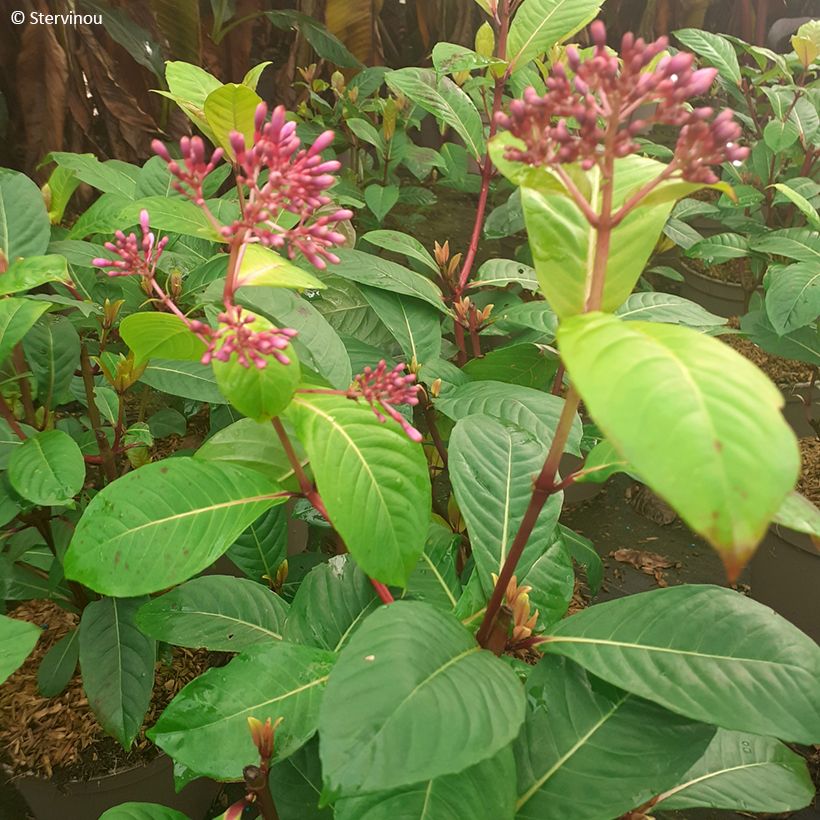 Fuchsia paniculata (Foliage)