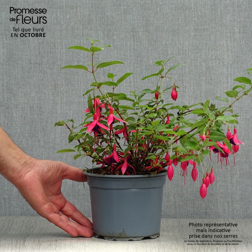 Fuchsia rustique Mrs Popple Pot de 2L/3L sample as delivered in autumn