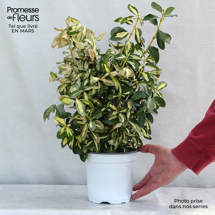 Fusain du Japon - Euonymus japonicus Duc d'Anjou en pot de 3L/4L sample as delivered in winter