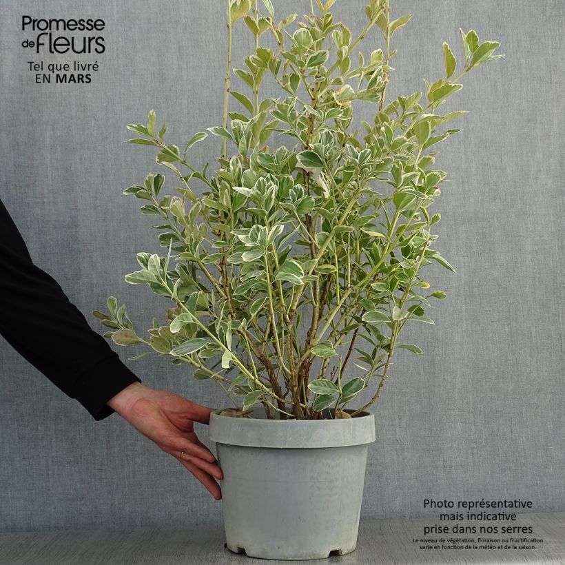 Fusain du Japon - Euonymus japonicus Silver King Pot de 6L sample as delivered in winter