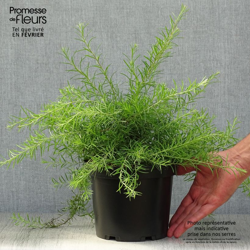 Grevillea rosmarinifolia  Pot de 2L/3L sample as delivered in autumn