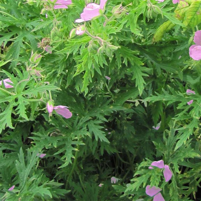 Geranium clarkei Kashmir Pink (Foliage)