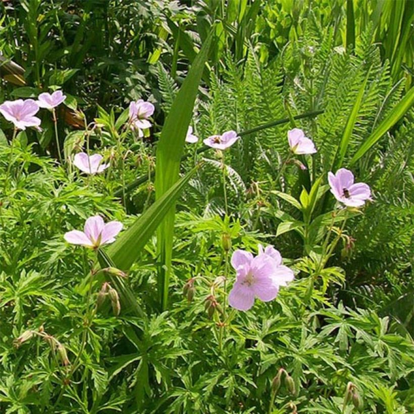 Geranium clarkei Kashmir Pink (Flowering)