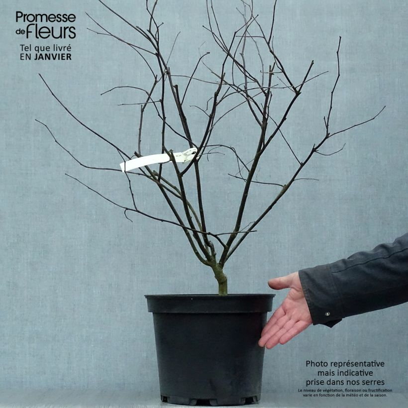 Gainier du Canada - Cercis canadensis Red Force en pot de 7,5/10L sample as delivered in winter