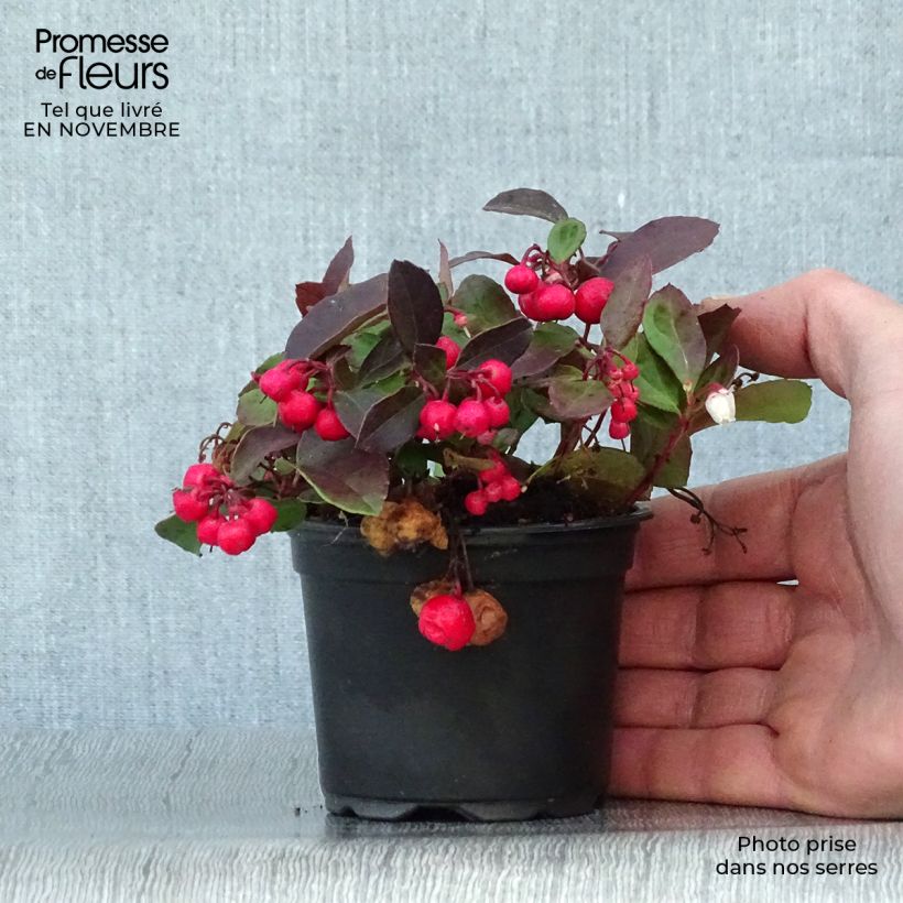 Gaultheria procumbens - Creeping Wintergreen sample as delivered in autumn