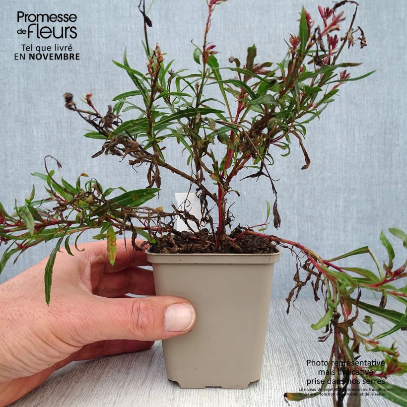 Gaura lindheimeri Passionate Blush - godet de 8/9cm sample as delivered in autumn