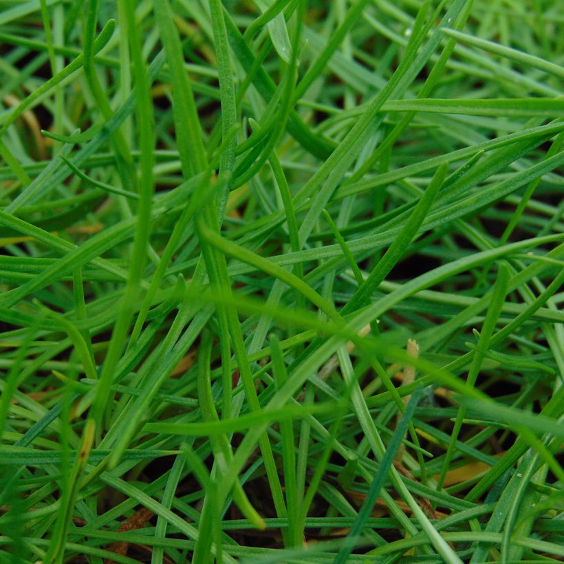 Armeria maritima splendens - Sea Thrift (Foliage)