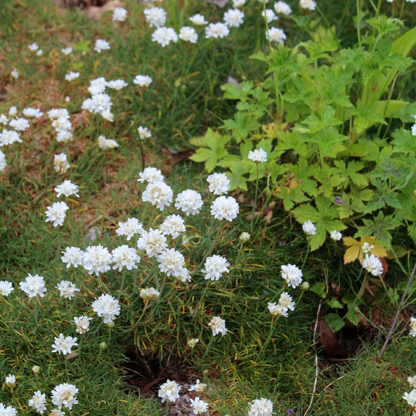 Armeria maritima Alba - Sea Thrift (Plant habit)