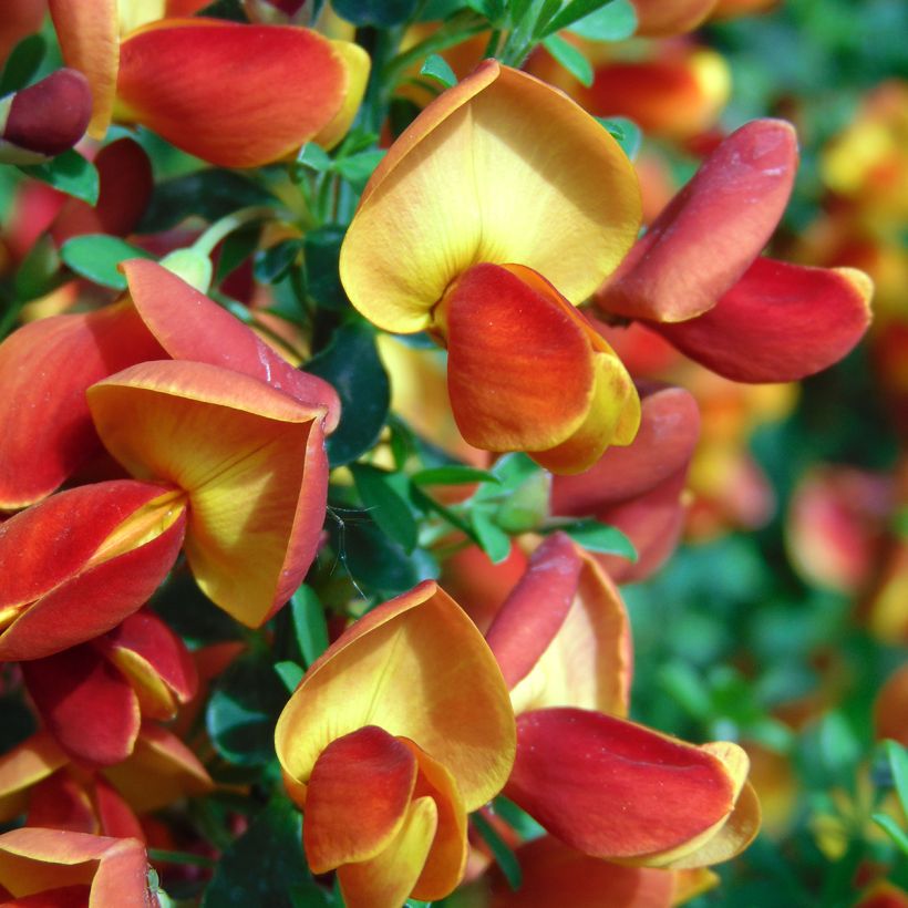 Cytisus scoparius Cytisus Lena (Flowering)