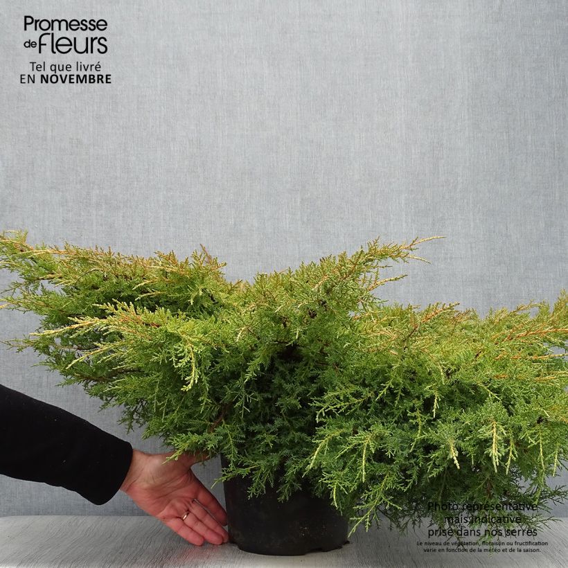 Genévrier - Juniperus pfitzeriana Goldkissen en pot de 7,5l/10l sample as delivered in autumn