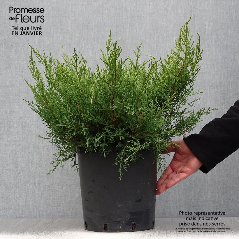 Genévrier - Juniperus pfitzeriana Old Gold en pot de 7,5L/10L sample as delivered in winter