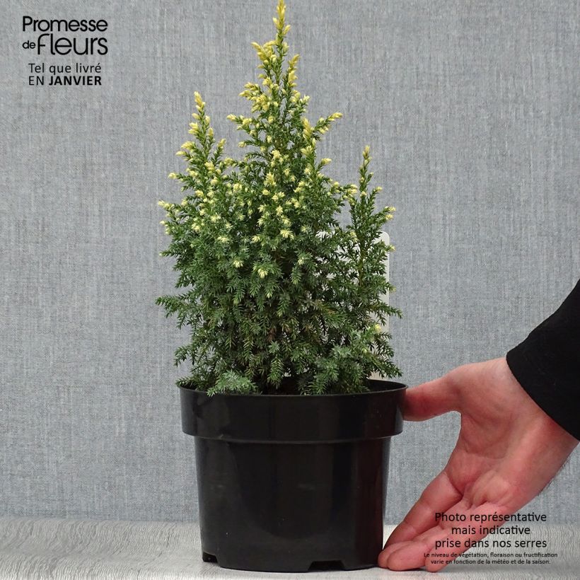 Genévrier - Juniperus pingii Hulsdonk Yellow Pot de 2L/3L sample as delivered in winter