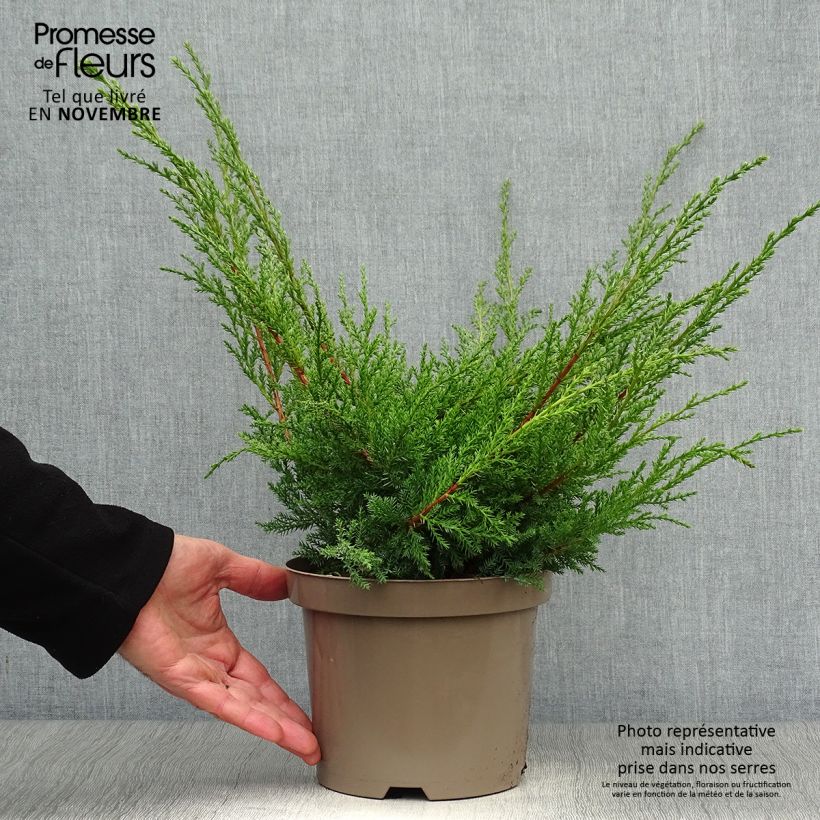 Genévrier - Juniperus x media Pfitzeriana Aurea en pot de 2L/3L sample as delivered in autumn