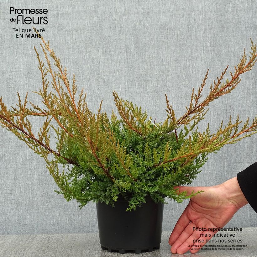 Genévrier de Pfitzer - Juniperus x media Pfitzeriana Pot de 2L/3L sample as delivered in winter