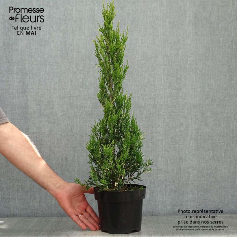 Juniperus scopulorum Blue Ivory 2L/3L potShipped height around 30cm sample as delivered in spring