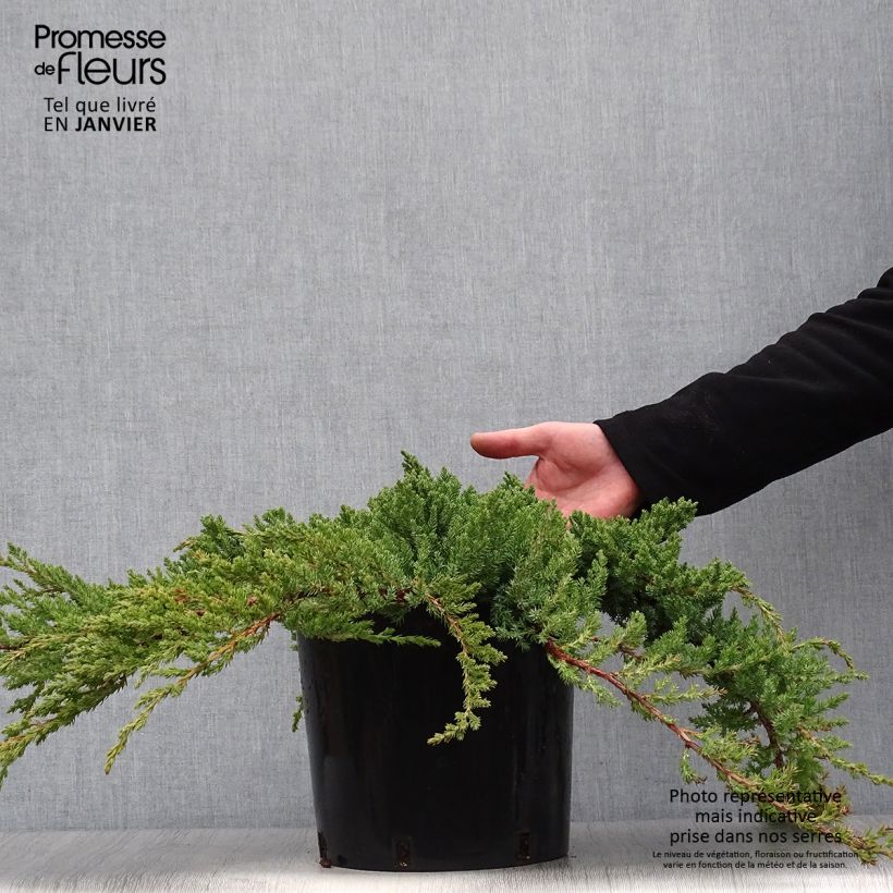 Genévrier des plages - Juniperus conferta Blue Pacific en pot de 7,5L/10L sample as delivered in winter