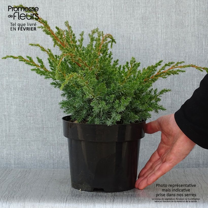 Genévrier écailleux - Juniperus squamata Blue Swede Pot de 2L/3L sample as delivered in winter