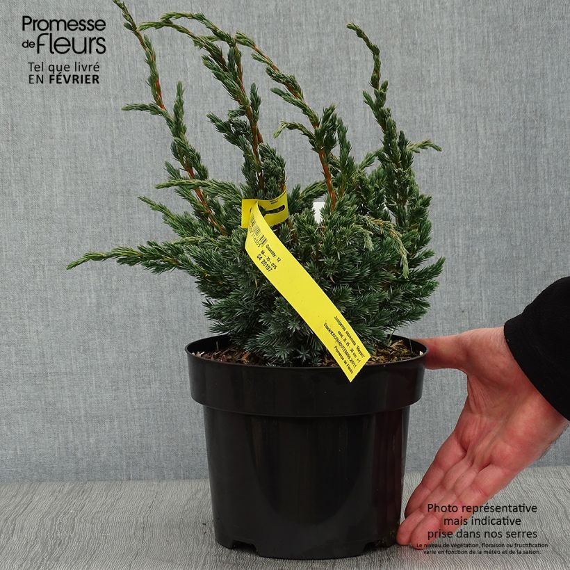 Genévrier écailleux - Juniperus squamata Meyeri Pot de 2L/3L sample as delivered in winter