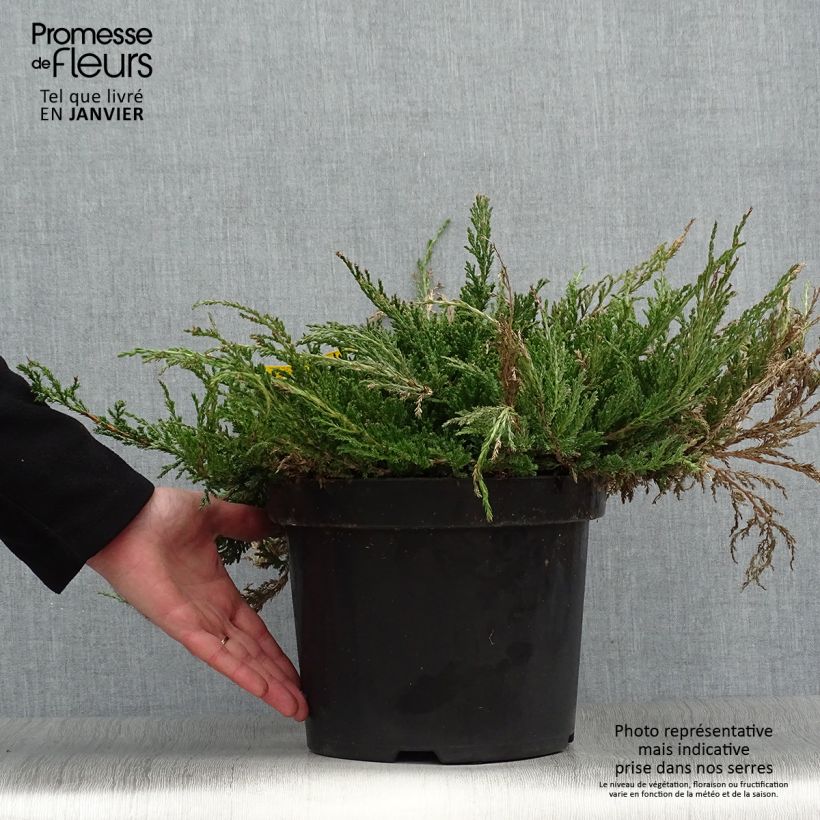 Genévrier horizontal - Juniperus horizontalis Prince Of Wales en pot de 7,5L/10L sample as delivered in winter