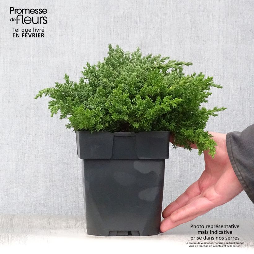 Genévrier rampant - Juniperus procumbens Nana Pot de 2L/3L sample as delivered in winter