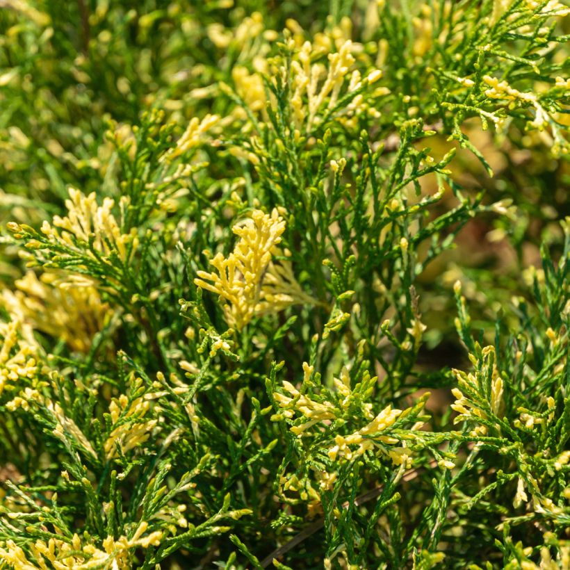 Juniperus sabina Variegata (Foliage)