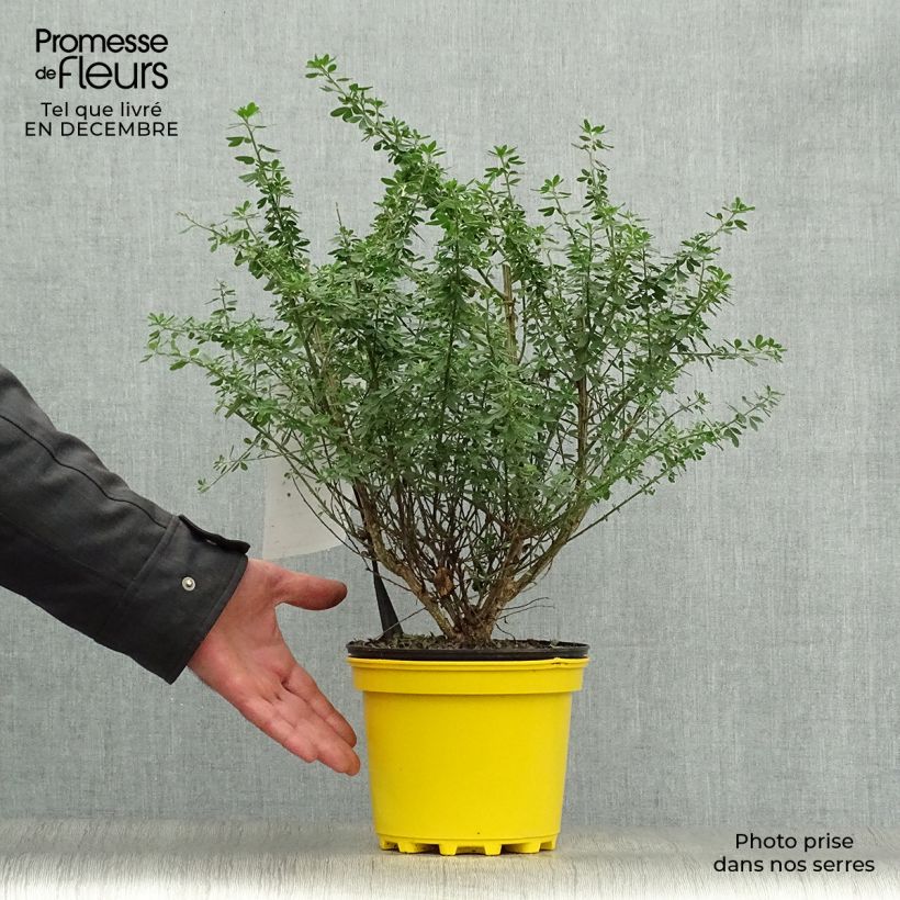 Genista Porlock - Genêt Pot de 2L/3L sample as delivered in winter