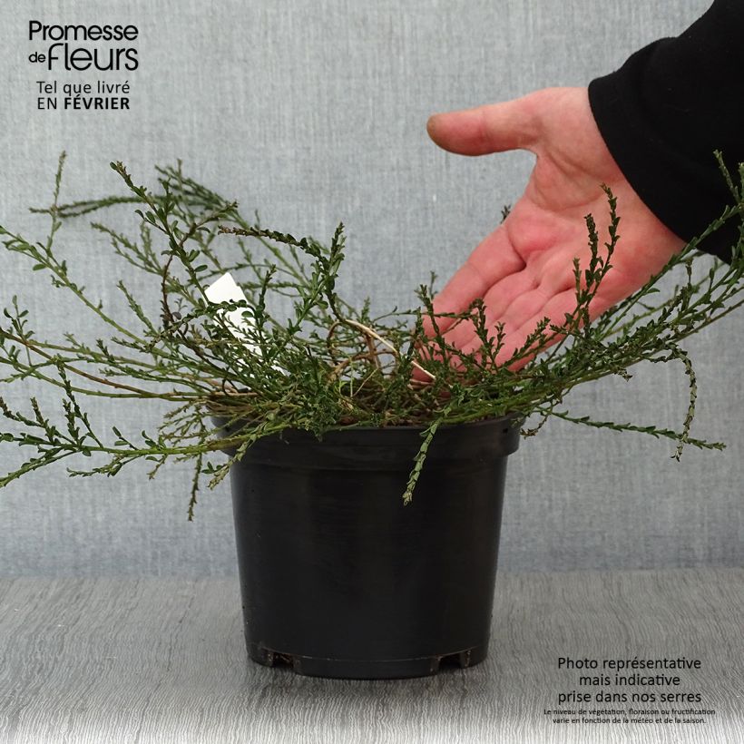 Genista pilosa Vancouver Gold - Genêt poilu Pot de 2L/3L sample as delivered in winter